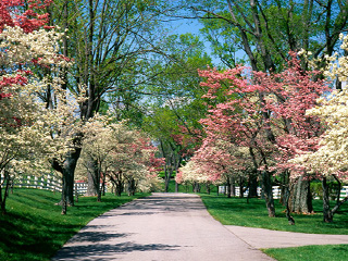 Copy of Pink and White Dogwood Trees